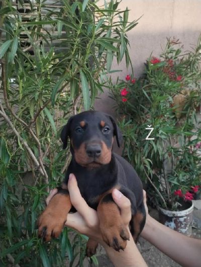 oglasi, Doberman tenci